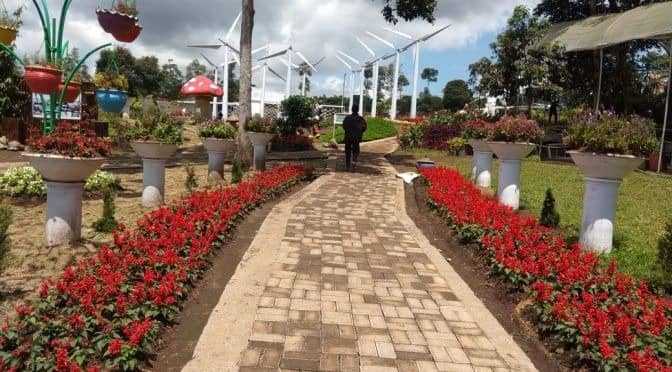 taman bunga celosia