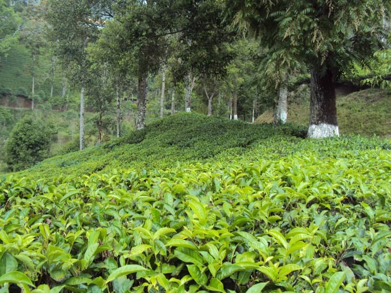 kebun ranca bali ciwidey