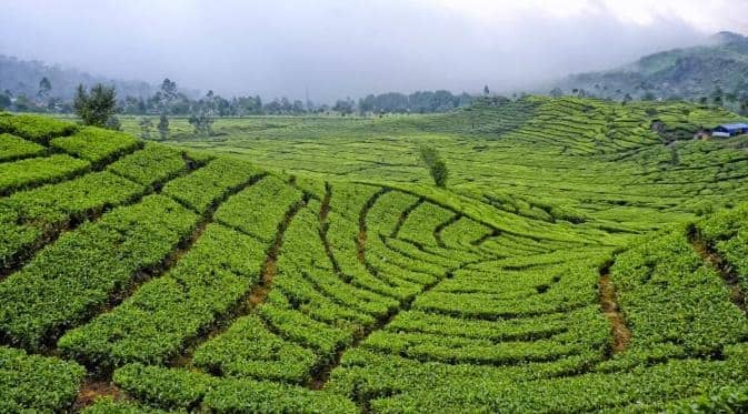 kebun ranca bali ciwidey