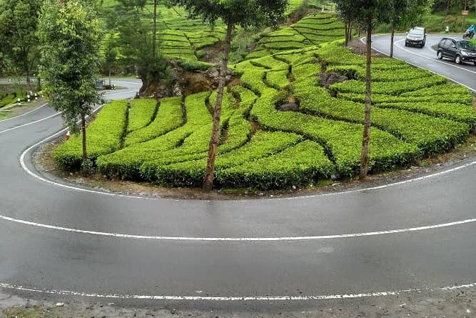 kebun ranca bali ciwidey