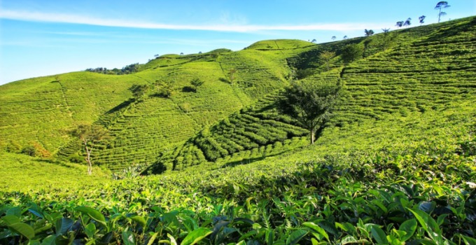 kebun ranca bali ciwidey