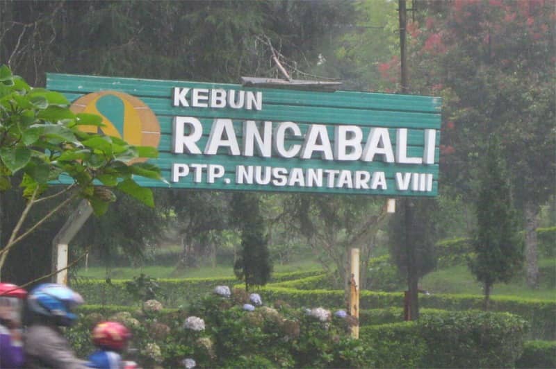 kebun ranca bali ciwidey
