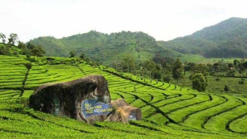 kebun ranca bali ciwidey