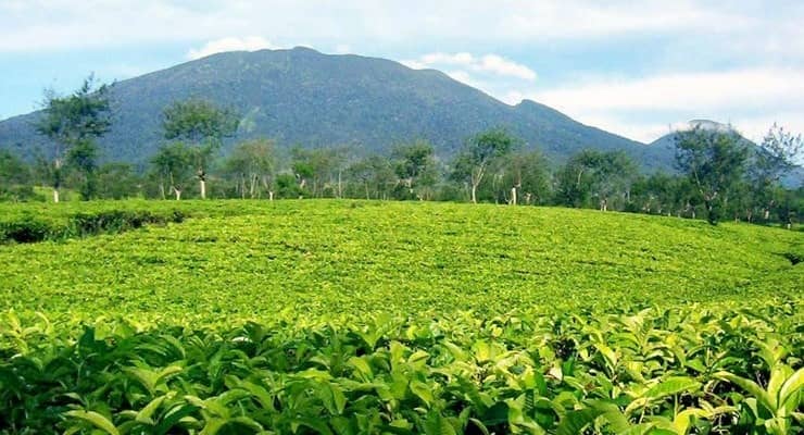 kebun ranca bali ciwidey