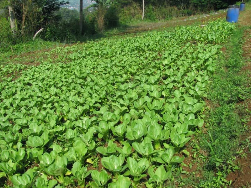 kebun strawberry kalisat
