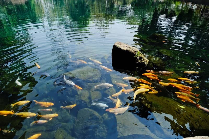 telaga cicerem