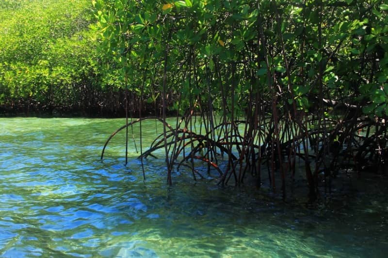 hutan mangrove