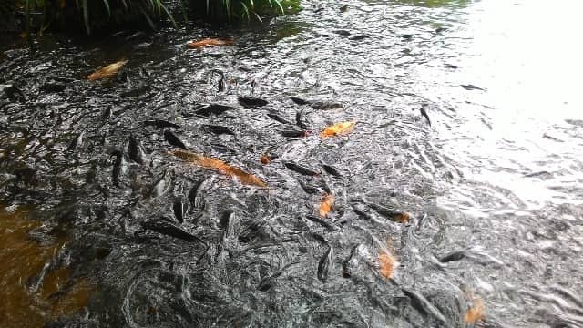 cagar alam telaga ranjeng