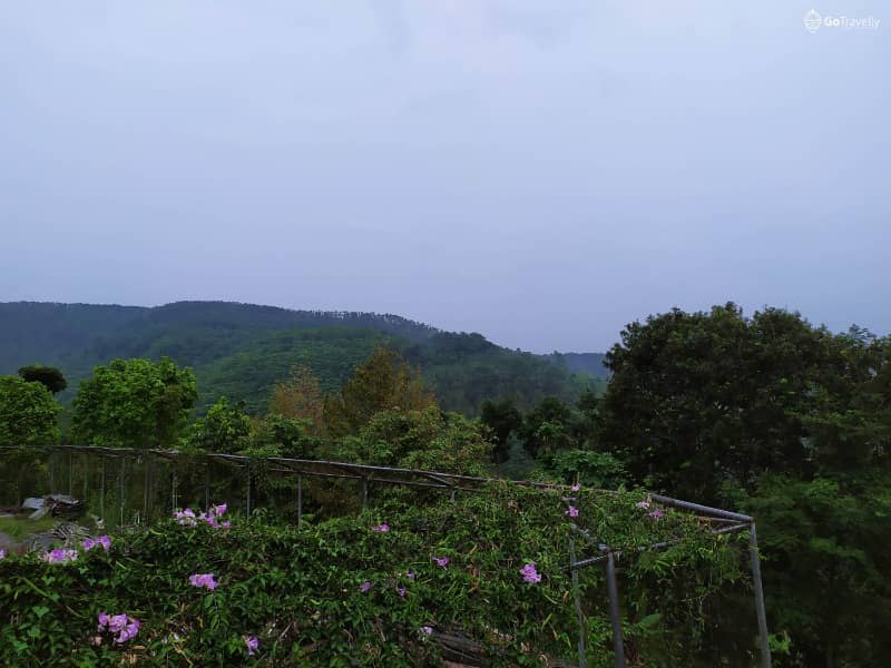 Puncak Rembangan Jember