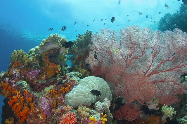 wisata di wakatobi