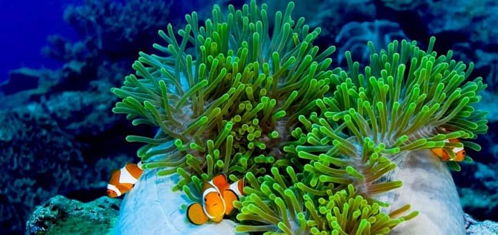 wisata di wakatobi