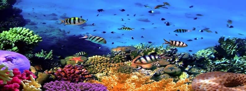 wisata di wakatobi