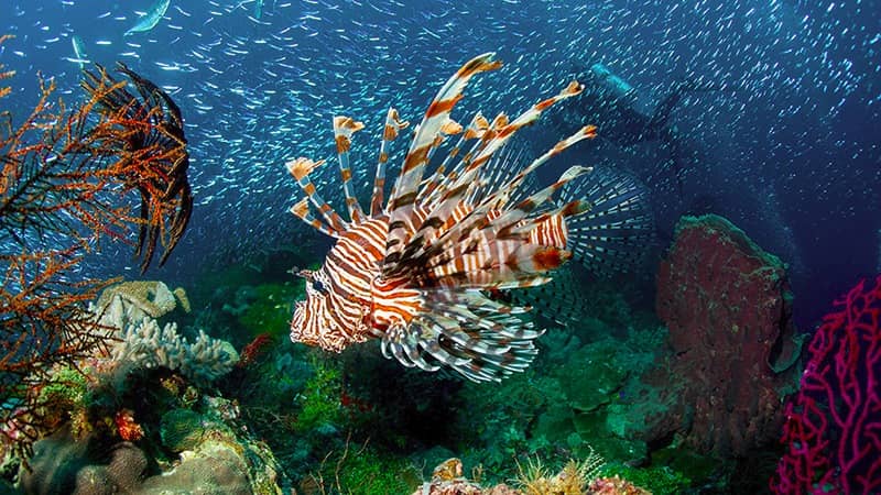wisata di wakatobi