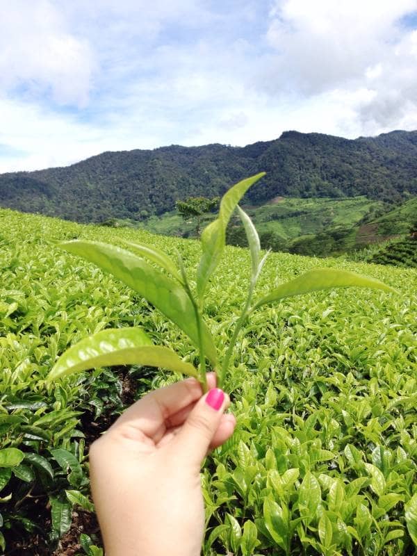 kebun teh andung biru