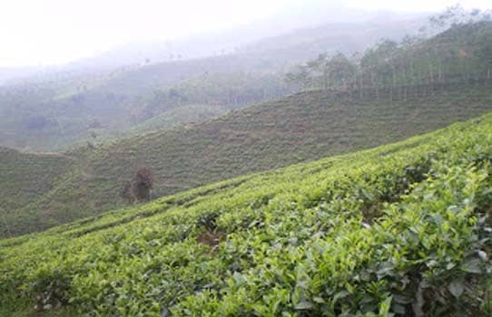 kebun teh andung biru