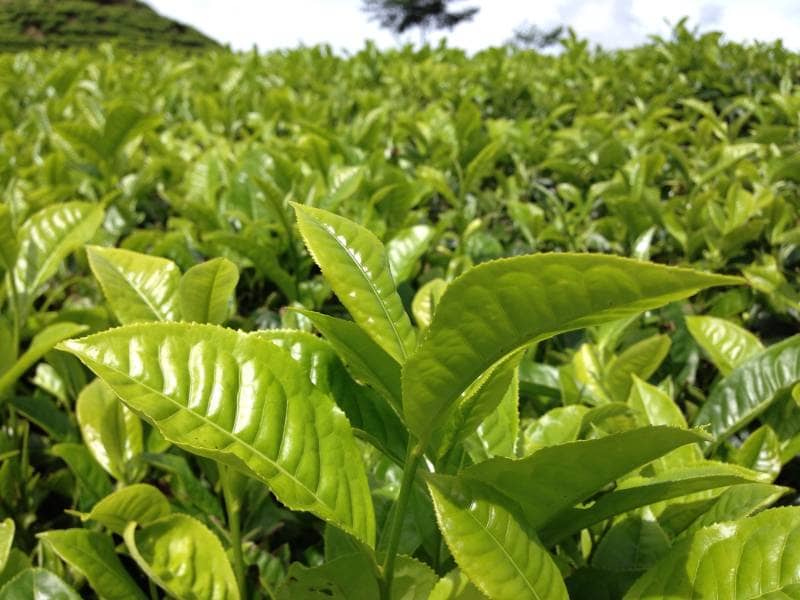 kebun teh andung biru