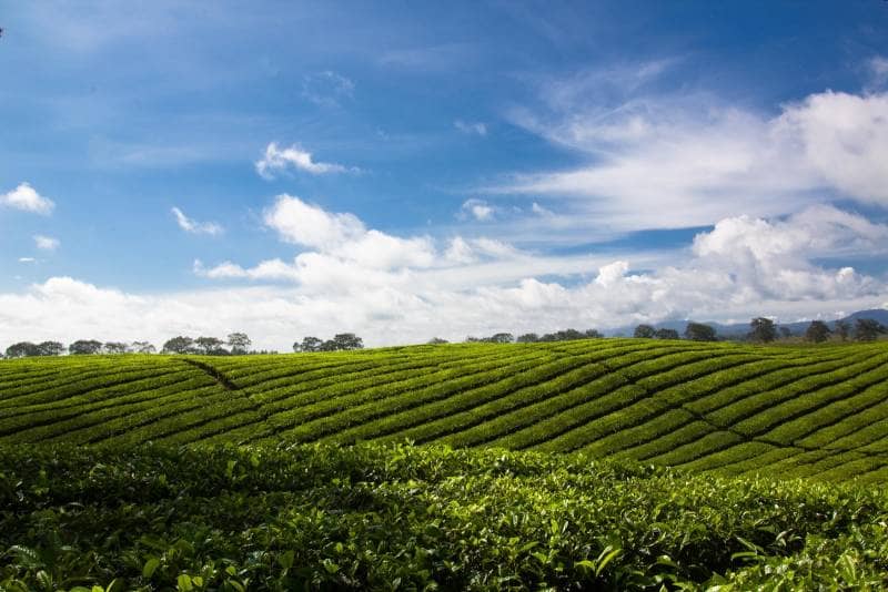 kebun teh andung biru