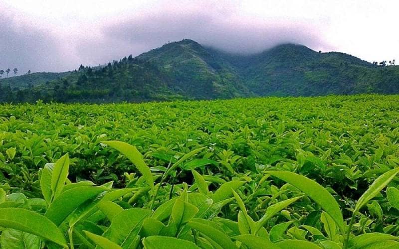 kebun teh andung biru