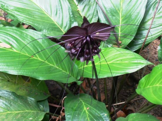penang botanical garden