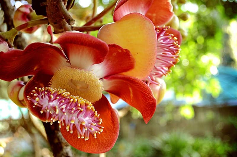penang botanical garden