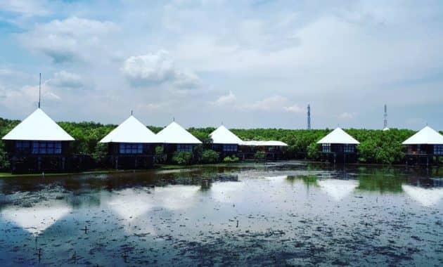 Menjelajah BJBR, Mangrove tercantik di Jawa Timur