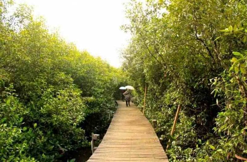 Menjelajah BJBR, Mangrove tercantik di Jawa Timur