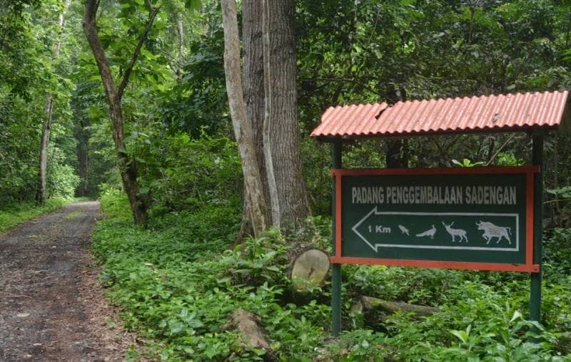 savannah sadengan banyuwangi