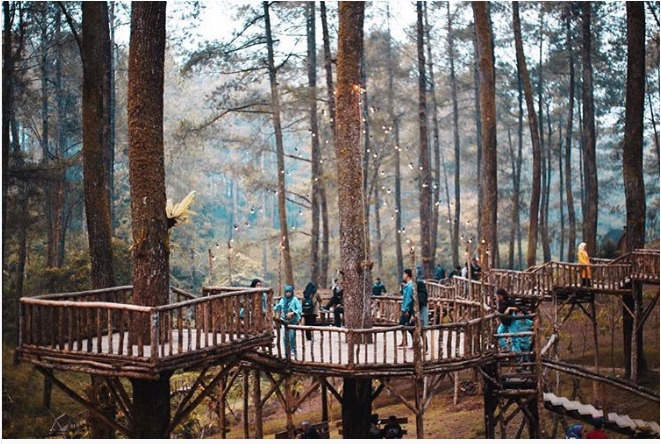 orchid forest cikole