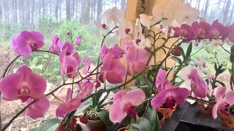 orchid forest cikole