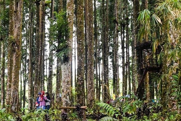 kampung kurcaci purbalingga